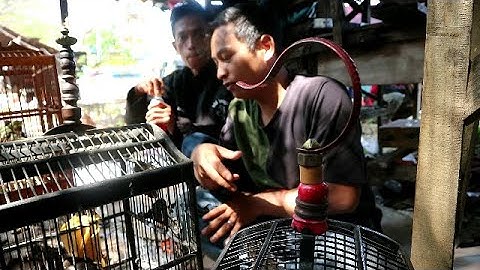 SIMASNYA TIDAK RELA BURUNG INI DI JUAL KARNA BURUNG INI SANGAT LANGKAH #hargaburung
