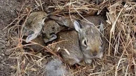 What To Do If You Find...A Baby Bunny!