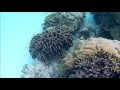 Снорклинг у острова Райя, Пхукет 2016_Raya Snorkeling
