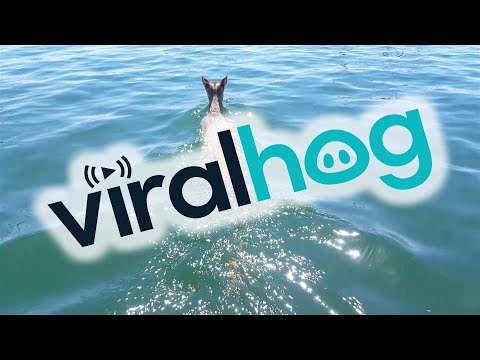 Pampas Deer Quietly Swims through Clear Waters || ViralHog