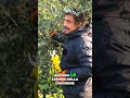 #Rogna negli #ulivi:  sintomi e soluzioni! #potaturaolivo #mattthefarmer #uliveto
