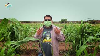 A Message from Cornfields Chapter