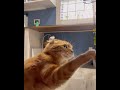 #ねこのいる生活 #ごはん#ねこ動画 #ちゅーる #ベルで呼ぶ猫