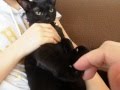 お腹をさわると押し返す猫 モフるにゃーっ!ヾ(*`Д´*)ノ"