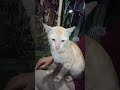 KUCING OYEN BELI AYAM LALAPAN#shortvideo #shorts