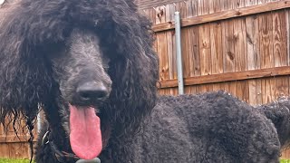 Chewing and adjusting  poodle and mutt