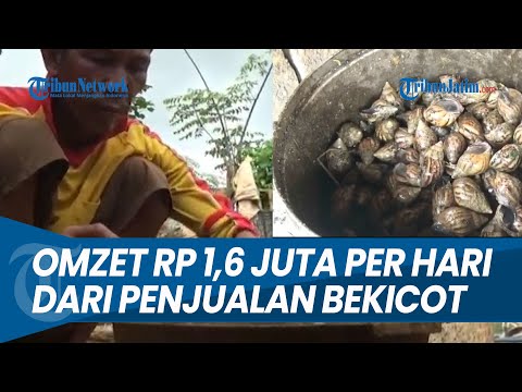 Video: Apakah pengumpul di Jawa?