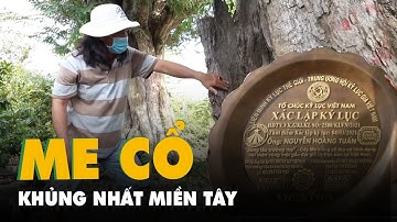 Chiêm ngưỡng bộ sưu tập 23 cây me cổ khủng nhất Miền Tây
