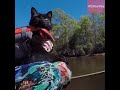 Kylo Ren the Adventure Cat Explores the Great Outdoors | Caturday | Daily Paws | #Shorts