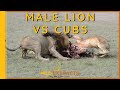 Male Lion Fights Cubs Over Warthog Kill   Part 2 // Wild Extracts