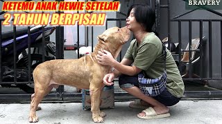 Do Pitbull Dogs Still Know Their Owners After 2 Years of Separation? | Dogs Video #hewiepitbull