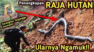 AKHIRNYA! ULAR YANG DITAKUTI PENAMBANG MUNCUL! GILA ULARNYA NGAMUK GALAK BANGET #spittingcobra