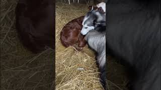 This Puppy rescued a calf in barn🥹