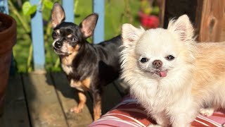 Tiny chihuahua morning routine in the garden 🌱 feat. @TinyChihuahuaMaya