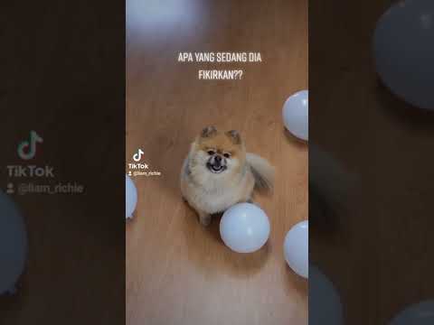 Video: Apakah anjing memikirkan sesuatu?