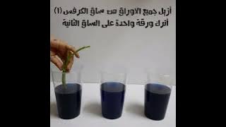 كيف ينتقل الماء في النباتات الوعائية