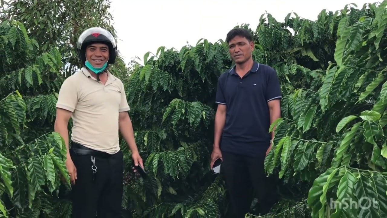 Cn 22 - 06 - 2025 đi xem cà phê xanh lùn của em bạn rất là tuyệt vời lắm.