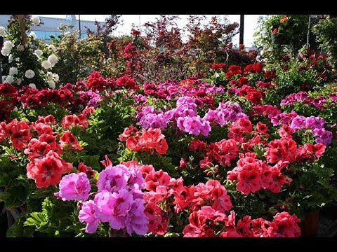 Vídeo: Jardim Perfumado Perene
