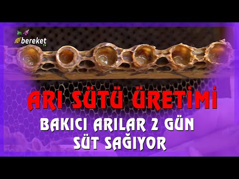 Arı Sütü Nedir ? Üretim Nasıl Yapılıyor ? ( LARVA TRANSFERİ NASIL YAPILIYOR? )