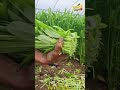 When harvesting water spinach, neatly cut off the roots and remove any excess leaves