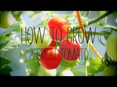 Tomato Gardening Tips