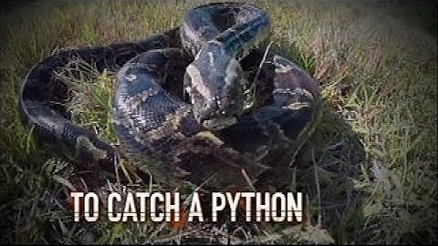 Tracking Pythons In The Florida Everglades