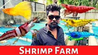 shrimp farm | rainbow fish farm