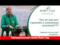 Почему Гардения чувствует себя плохо в комнатных условиях? Особенности ухода от Ваш сад