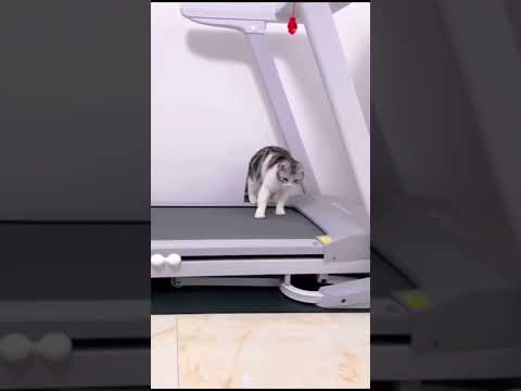 Funniest Cat Videos