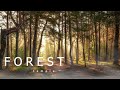 Forest temple  zen meditation ambient music  relief stress relax heal mind and body