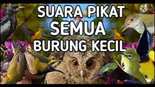 Suara pikat semua jenis burung kecil , 10 menit burung langsung datang suara ampuh durasi 1 jam