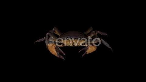 Crab Walk Front | Motion Graphics - Envato elements