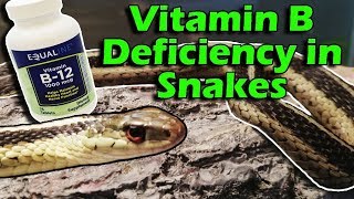 Seizures in Snakes- Why NOT to Feed Only Fish!