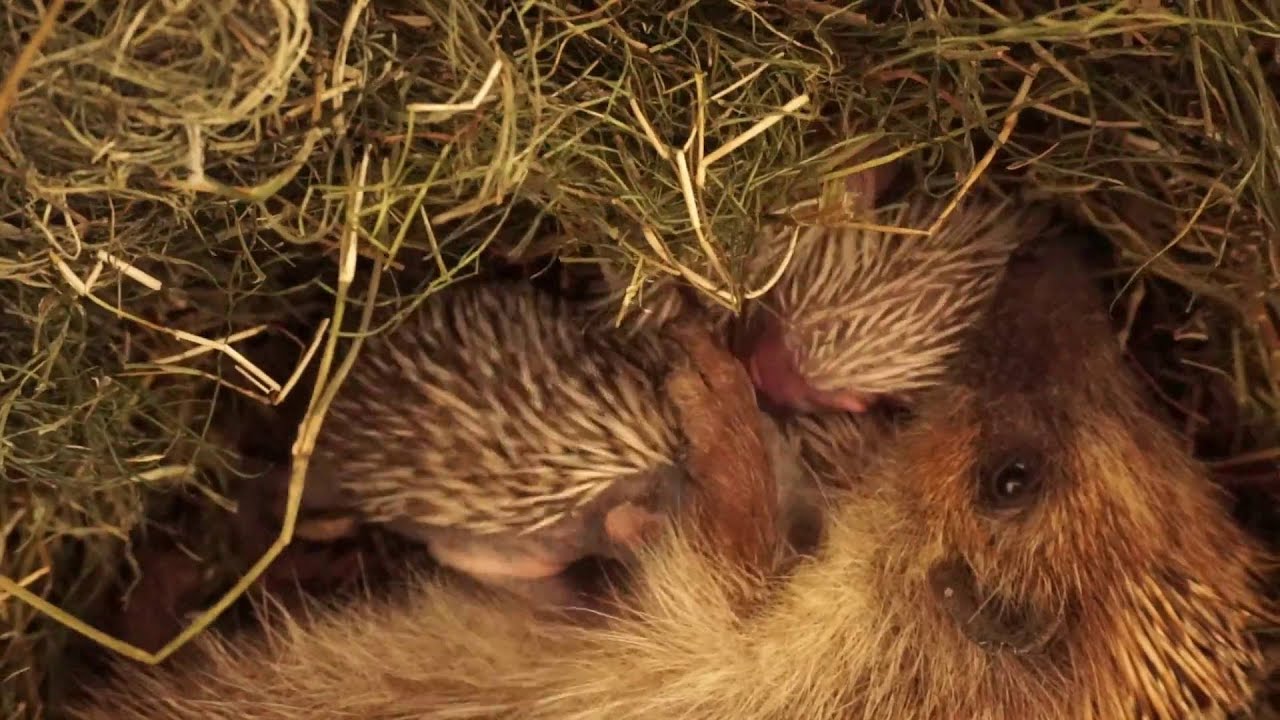 Jež bledý (Erinaceus roumanicus), 30.5.2016 Malacky