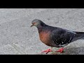 GRACEFUL PIGEONS #3,885 #pigeons #bird #birds #peaceful #graceful #kabootar #pigeon