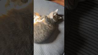 Adorable Cat Moments 🐾Cat Video Compilation🐾You Must watch these Funny & Cute Cats #cat #catvideos