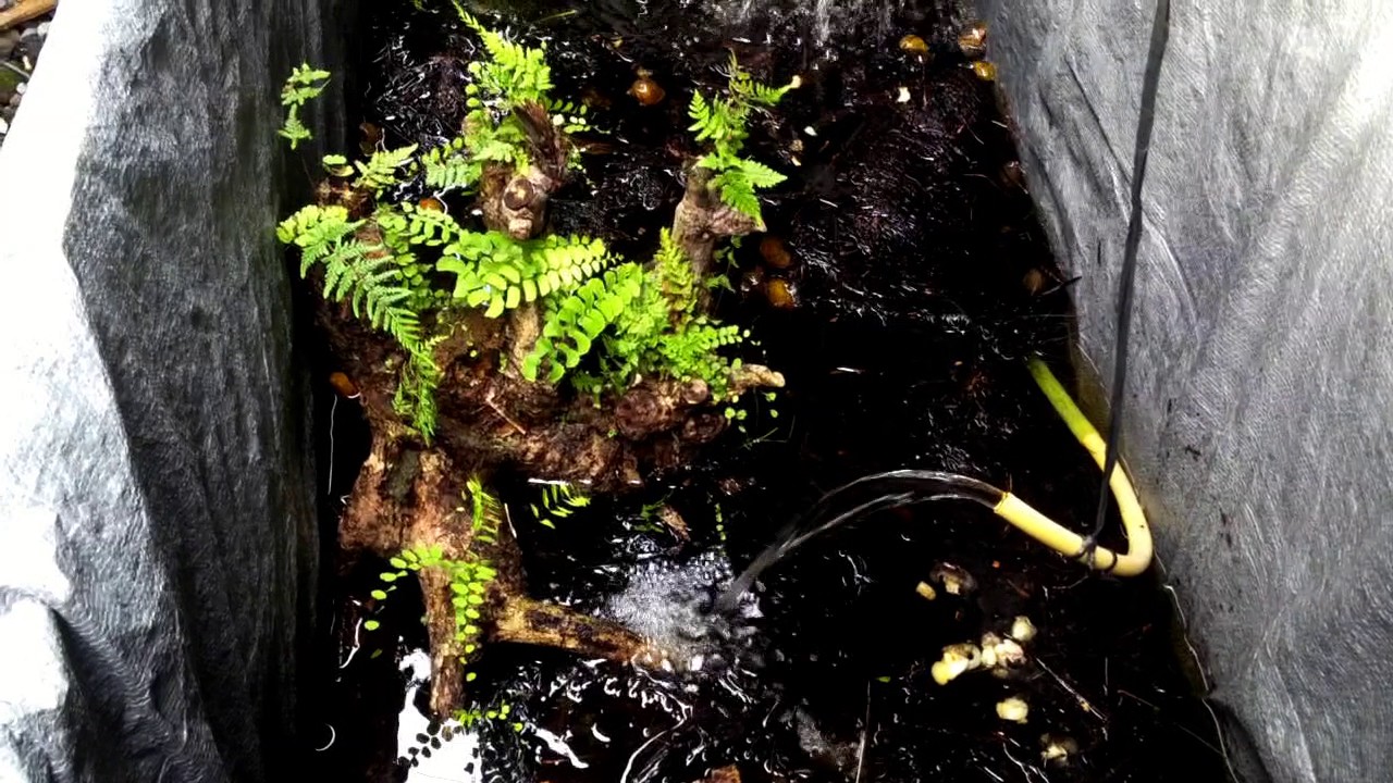 Kolam sederhana untuk budidaya belut YouTube