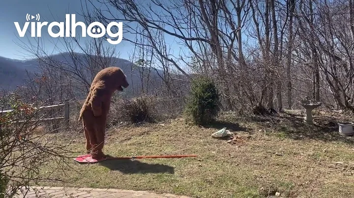 Black Bear Scared Off By Man In Bear Suit || ViralHog