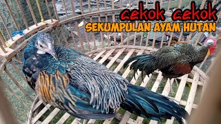 SUARA AYAM HUTAN CEKOK CEKOK. BUAT PANCINGAN