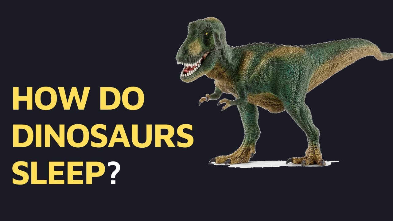 How do dinosaurs sleep? YouTube