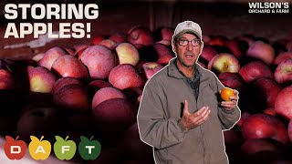 The BEST Way to Store Apples | DAFT