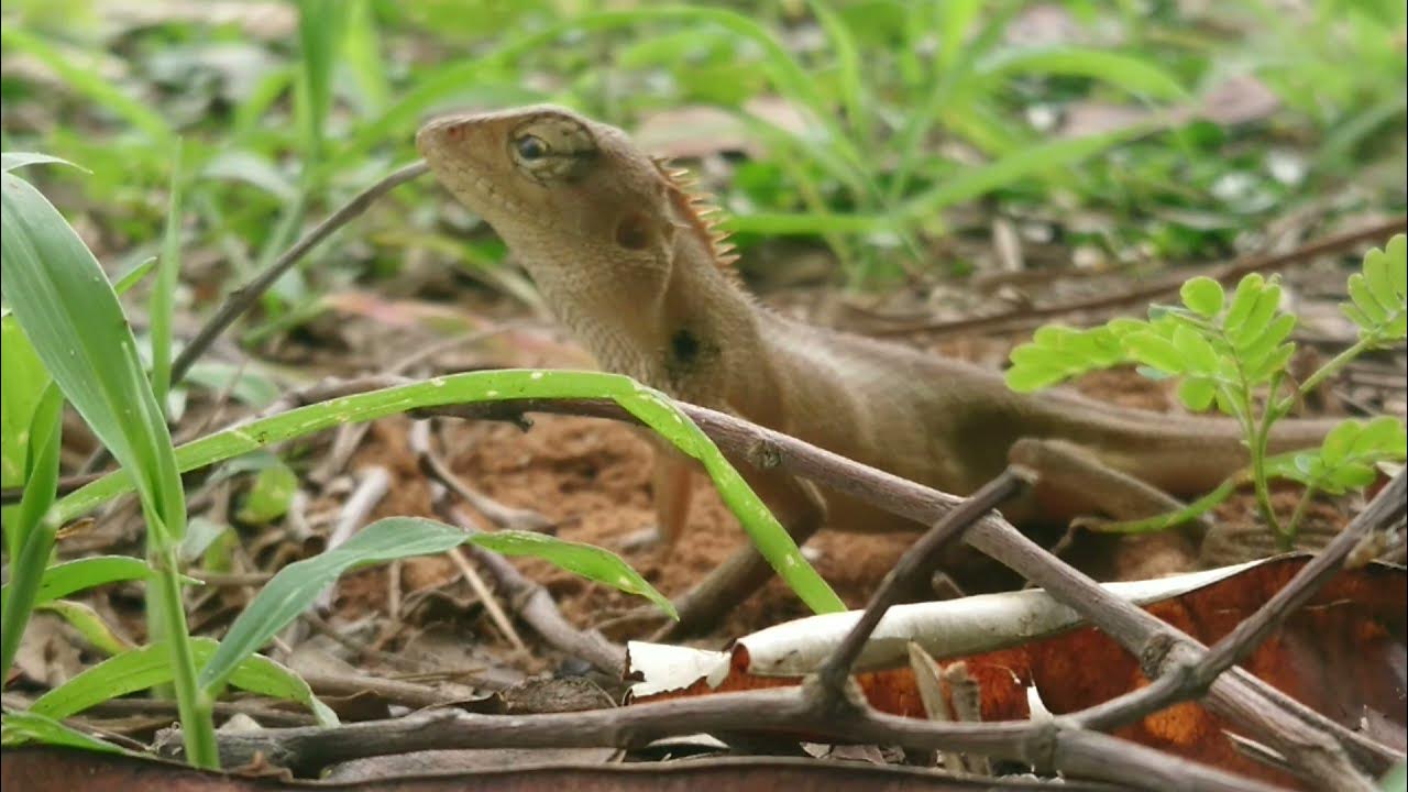 Locusts are laying eggs YouTube