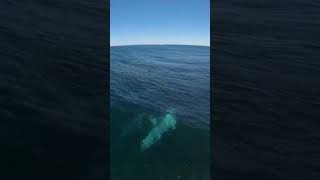 Surfing with Dolphins #gopro