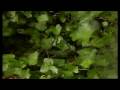 Orac - Empty Sky - Lo-Fi version