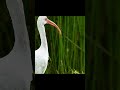 Uber ONLY Birding Challenge | #shorts #birding
