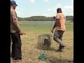 Release of a fishing cat | スナドリネコの放流 | إطلاق قطة صيد | Cat | Jungle cat | Animals #shorts