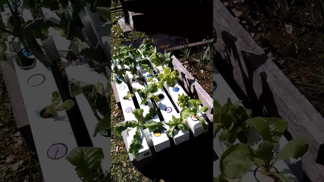 aquaponics nft - youtube