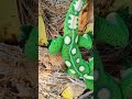 Crochet Toy Pattern Amigurumi Gecko Realistic Lizard LINK FOR THE PATTERN In Description 