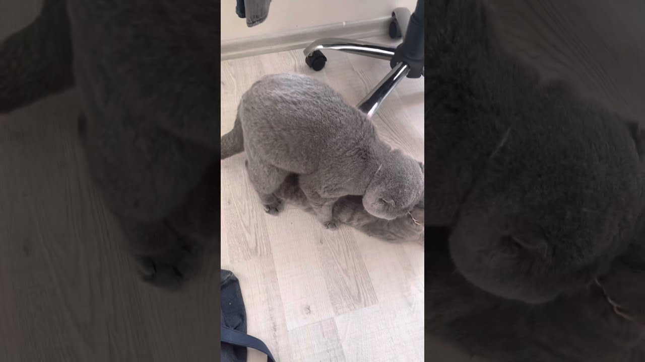 TEKİR KEDİYLE SCOTTİSH FOLD ÇİFTLEŞMESİ #kediler #tekirkedi #scottishfold #market #marvel