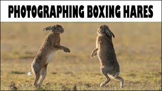 PHOTOGRAPHING BOXING HARES